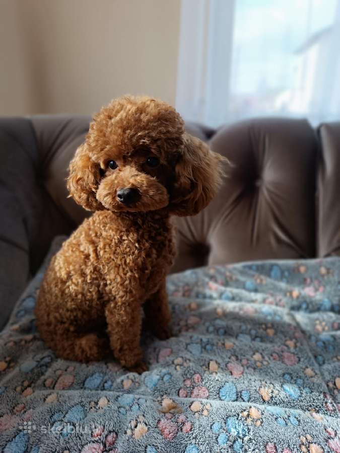 Toy pudeliukas kergimui