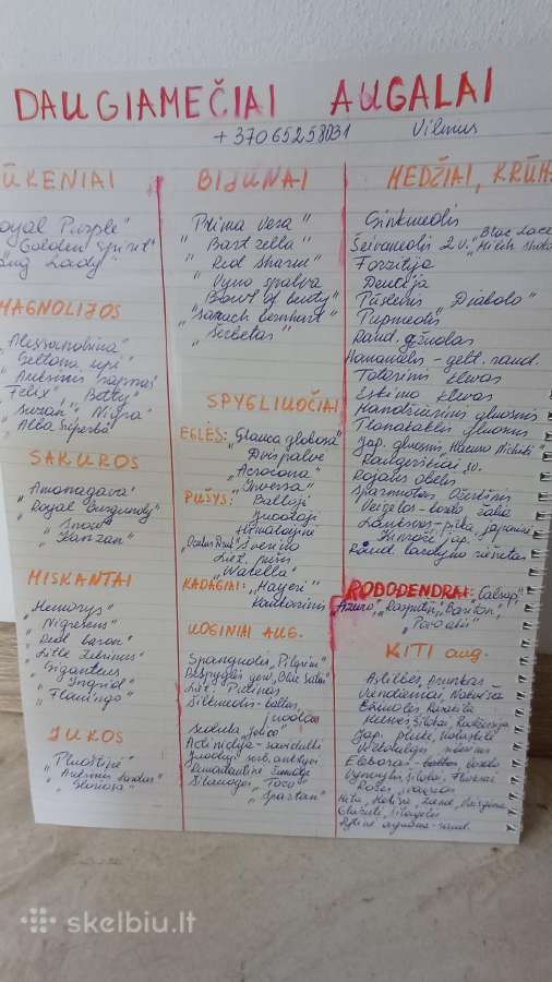 Pluoštine Juka - nuotraukos Nr. 33