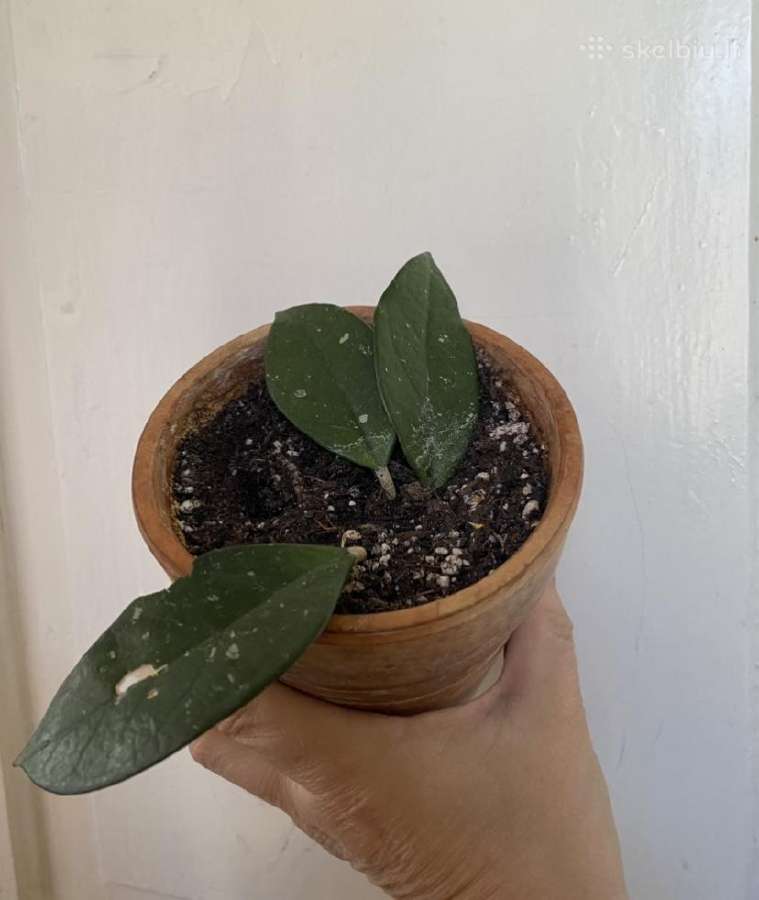 Hoja