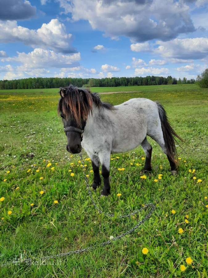 Parduodamos poni kumelaites - nuotraukos Nr. 4