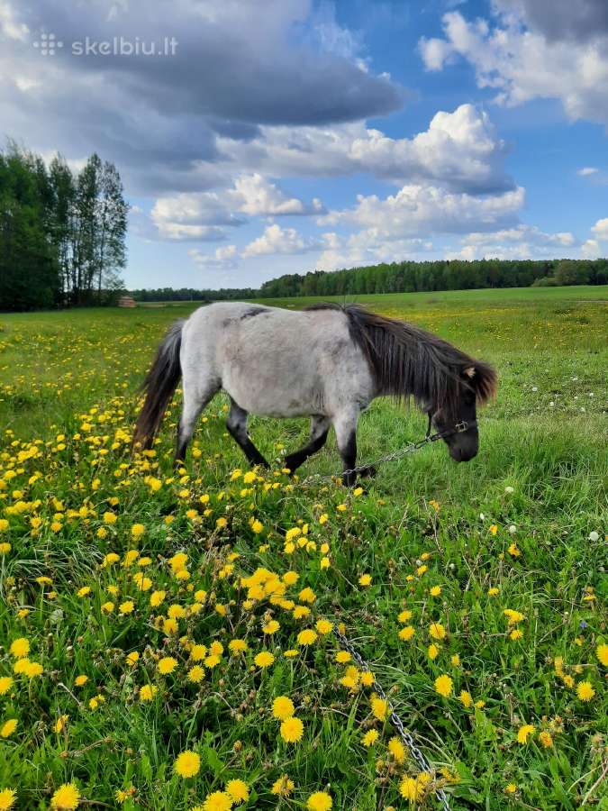 Parduodamos poni kumelaites - nuotraukos Nr. 5