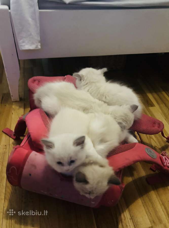Ragdoll kaciukai - nuotraukos Nr. 16