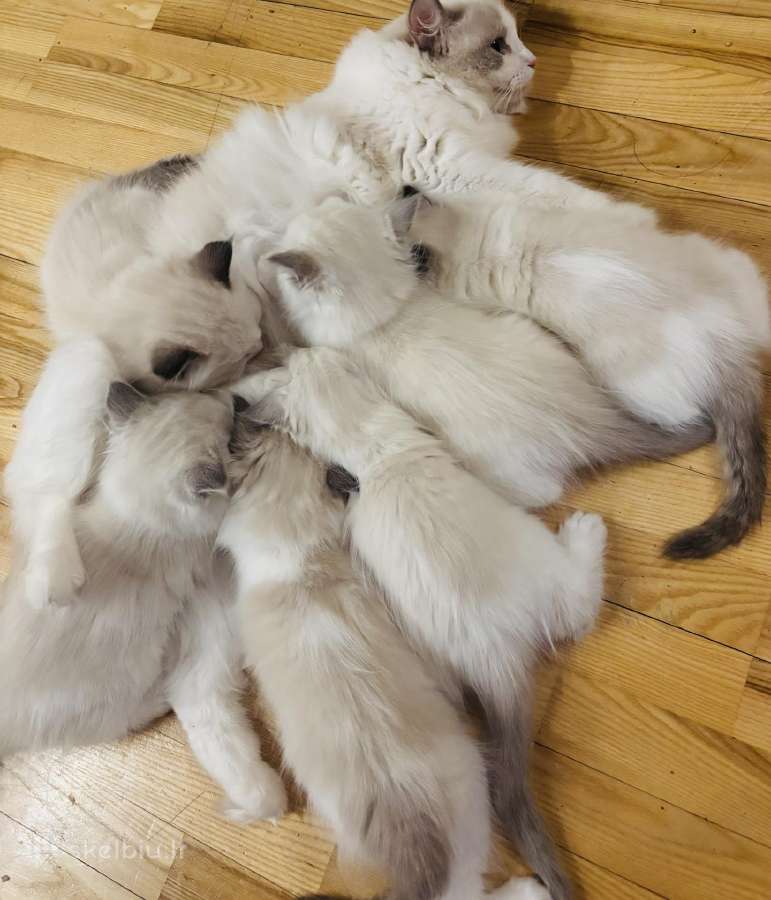 Ragdoll kaciukai - nuotraukos Nr. 17