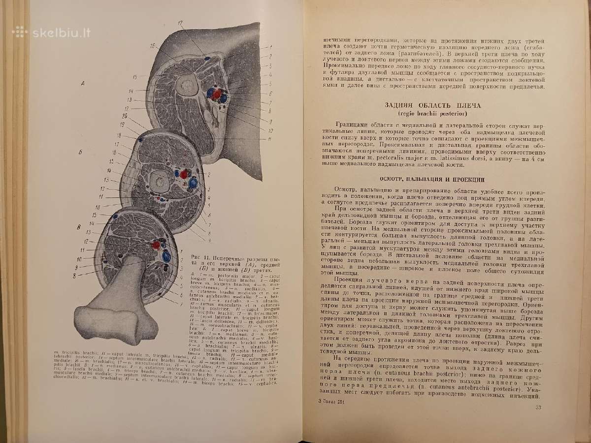 Topografinės anatomijos praktinis vadovas 1967 m. - nuotraukos Nr. 7