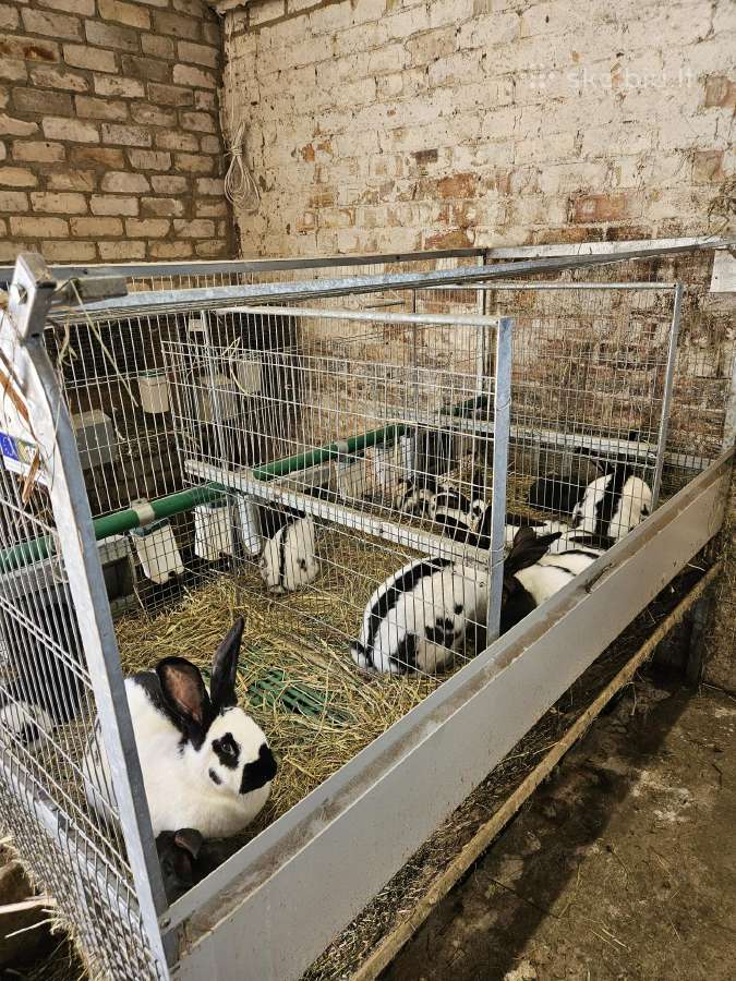 Vokietijos Dėmėtieji Milžinai (Drugeliai) - nuotraukos Nr. 20