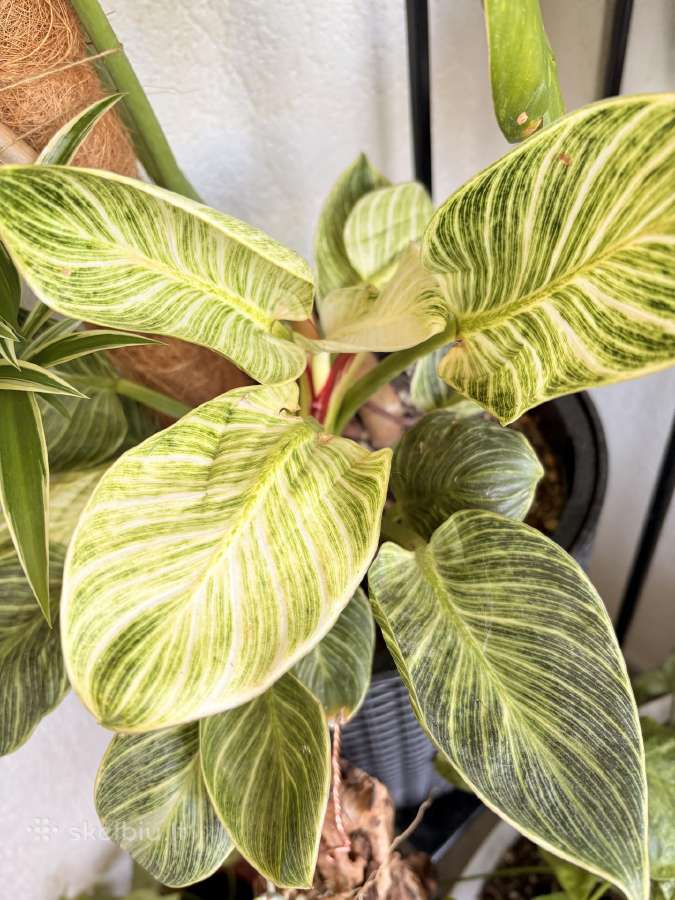 Philodendron Birkin