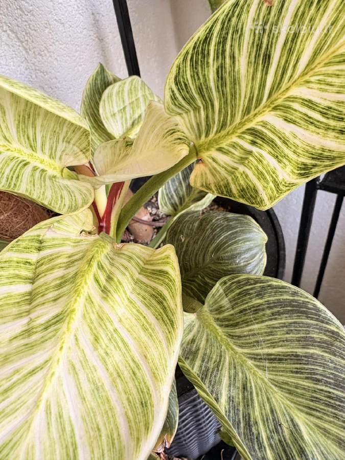 Philodendron Birkin - nuotraukos Nr. 2