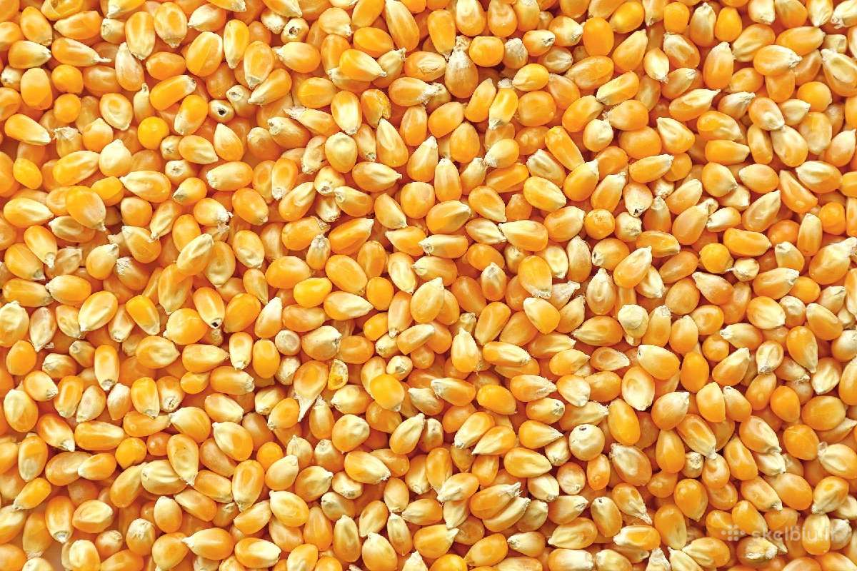 Kukuruzai zvejybai. Grazus. 30kg - 20eur. Vilnius.