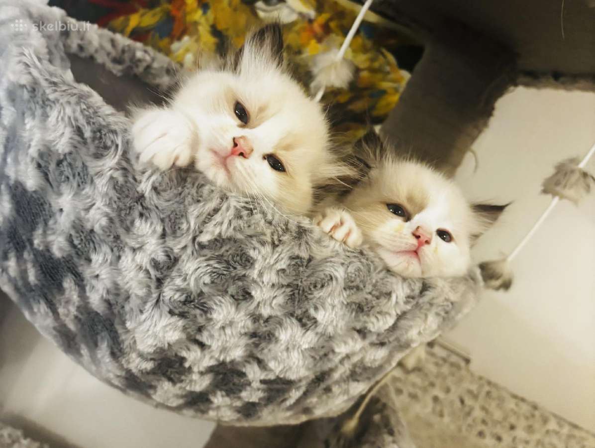Ragdoll kaciukai - nuotraukos Nr. 8