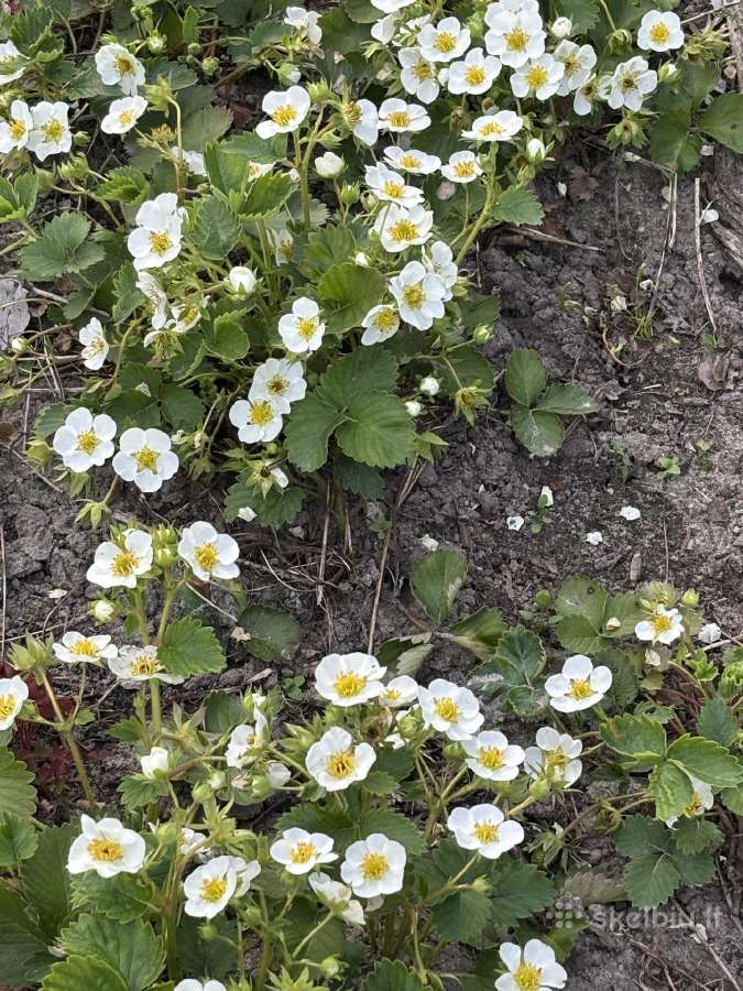Braškių , žemuogių daigai, aviečių daigai kaštonai - nuotraukos Nr. 7