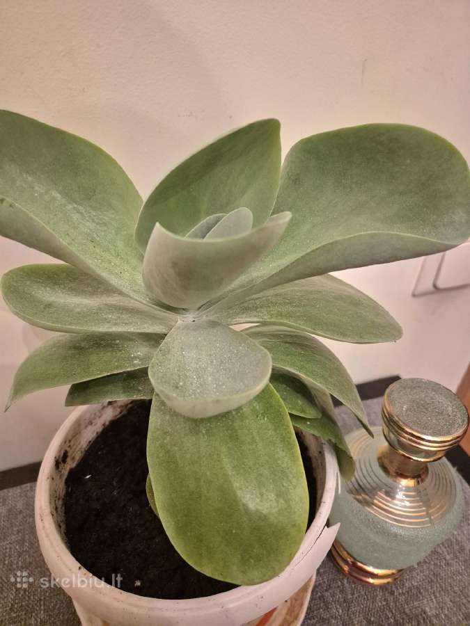 Kambarine gele "Echeveria". - nuotraukos Nr. 4