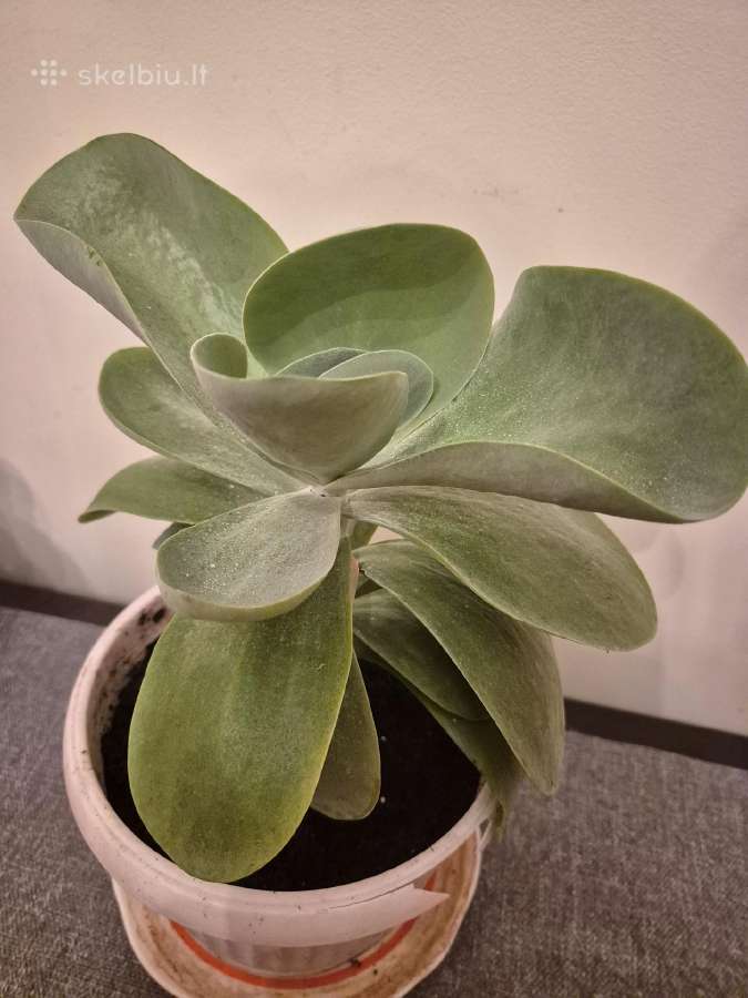 Kambarine gele "Echeveria". - nuotraukos Nr. 5