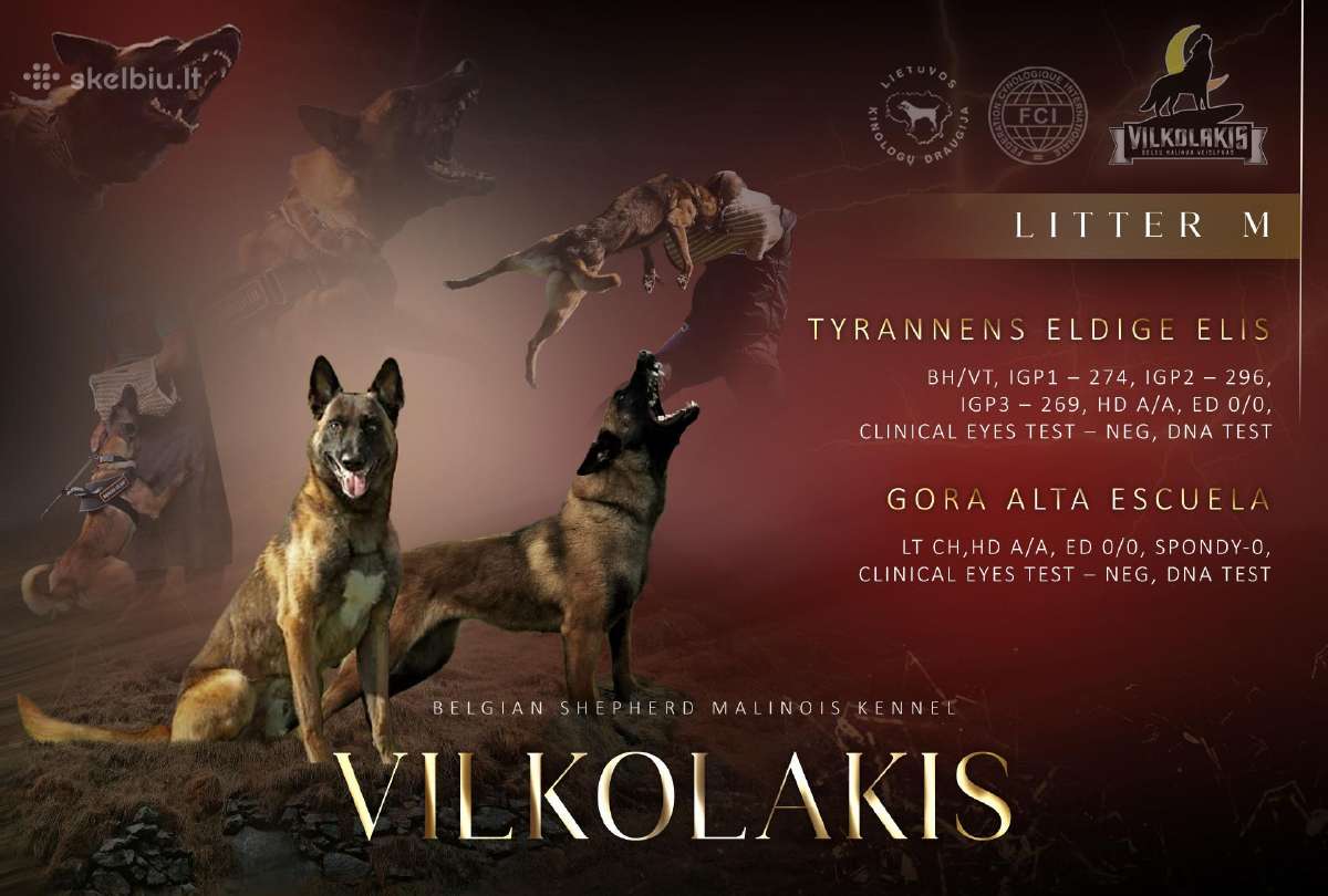 Belgu Aviganiai Malinua