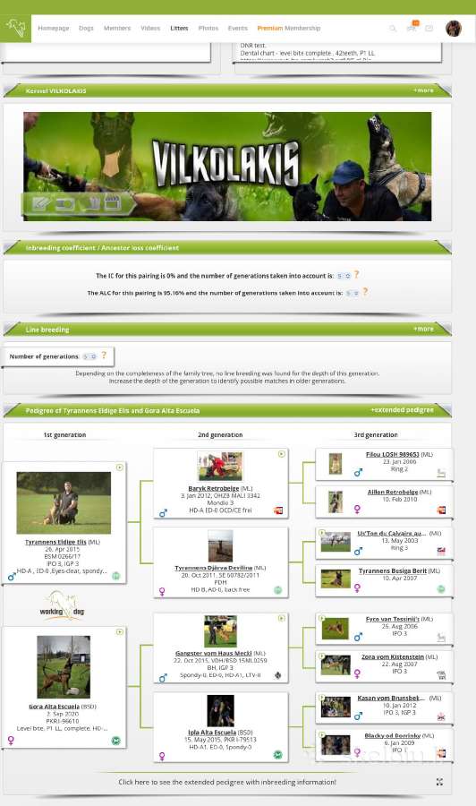 Belgu Aviganiai Malinua - nuotraukos Nr. 23
