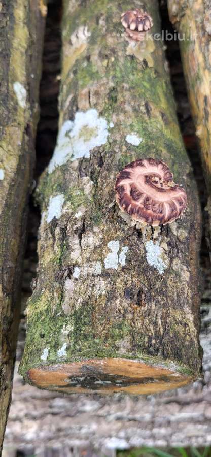 Shiitake rąsteliai, grybai