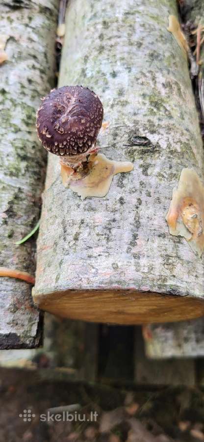Shiitake rąsteliai, grybai - nuotraukos Nr. 2