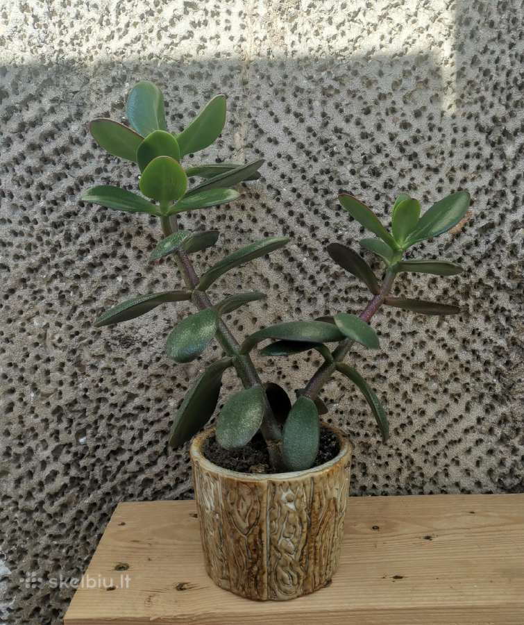 Crassula. Storlapis. Pinigų medis.