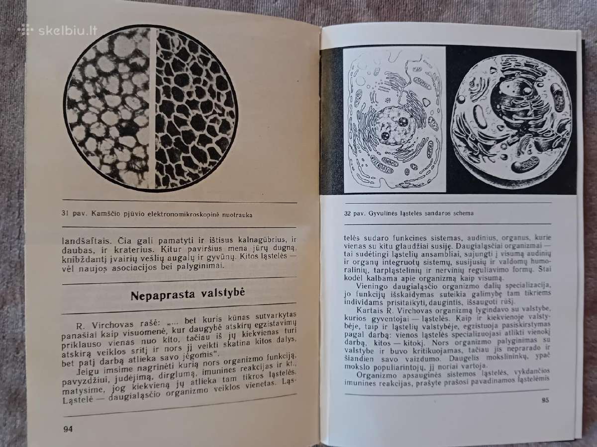 Įdomioji imunologija - nuotraukos Nr. 10