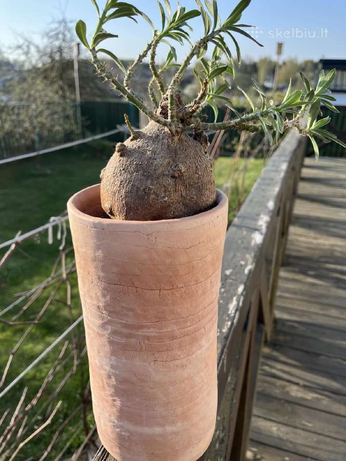Parduodu kambarines geles - nuotraukos Nr. 9
