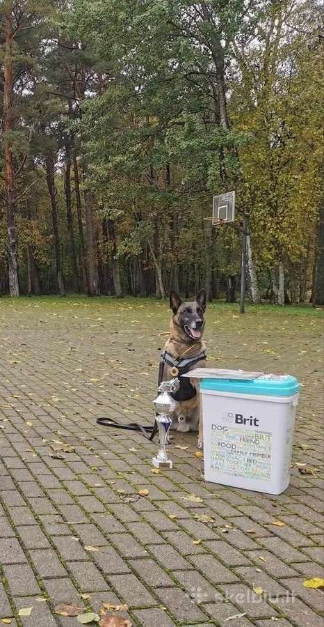 " Parduoda belgų aviganių (malinua) su - nuotraukos Nr. 5
