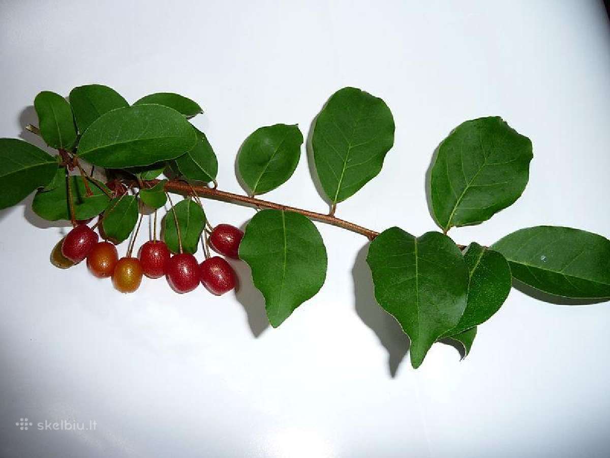 Žilakrūmis gausiažiedis (Elaeagnus multiflora)