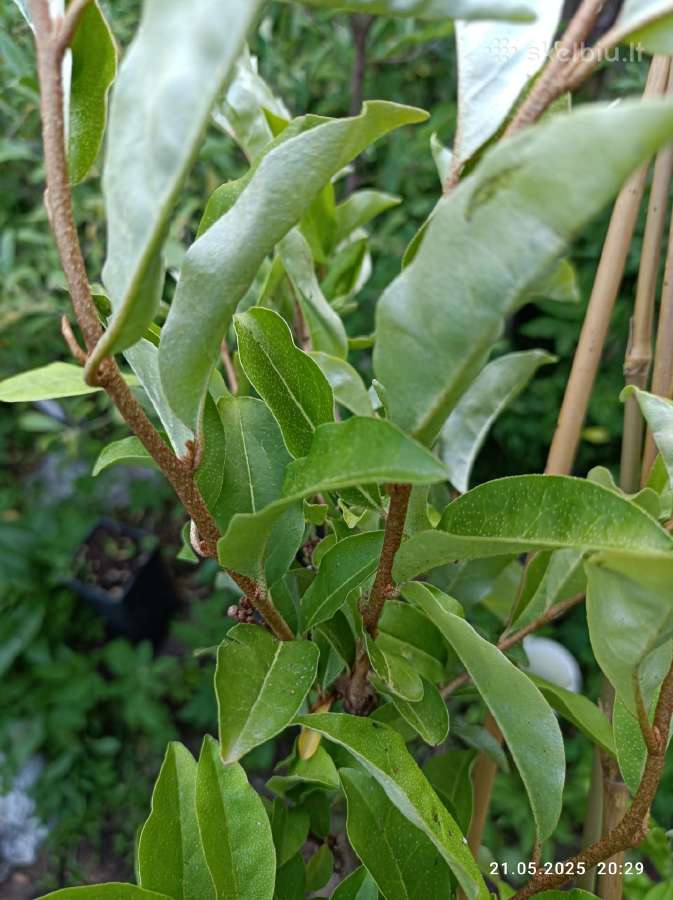 Žilakrūmis gausiažiedis (Elaeagnus multiflora) - nuotraukos Nr. 2