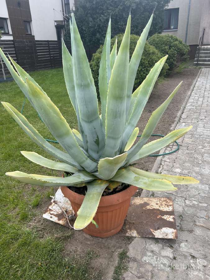 Agavos - nuotraukos Nr. 7
