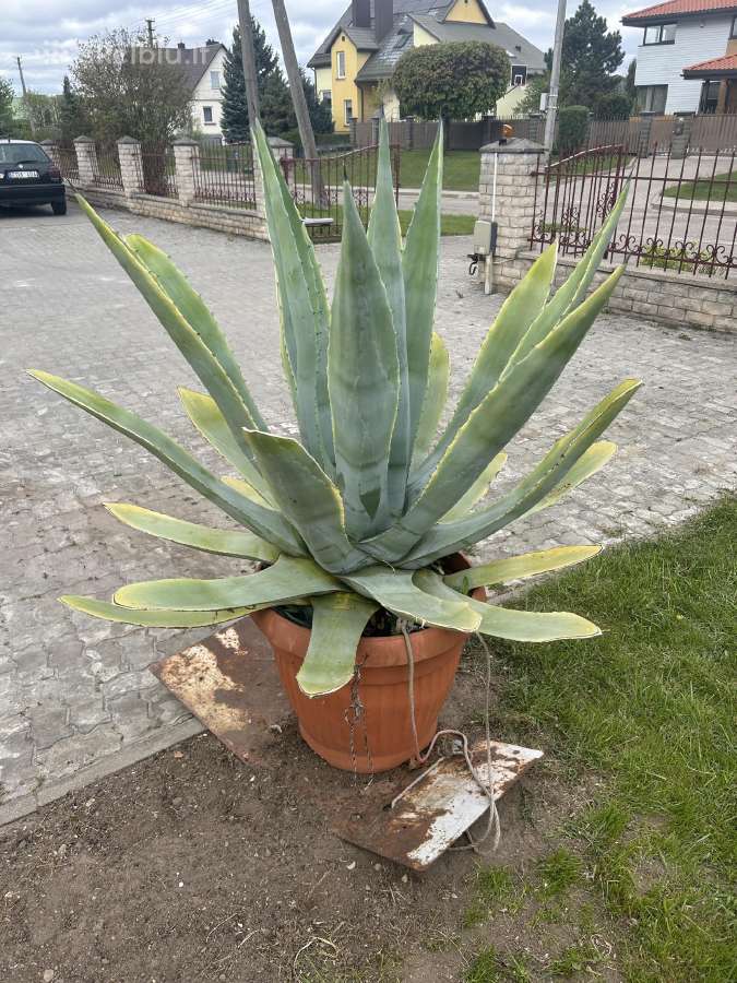 Agavos - nuotraukos Nr. 9