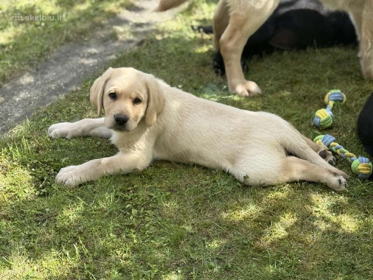 Labradoro retriverių šuniukai - nuotraukos Nr. 3