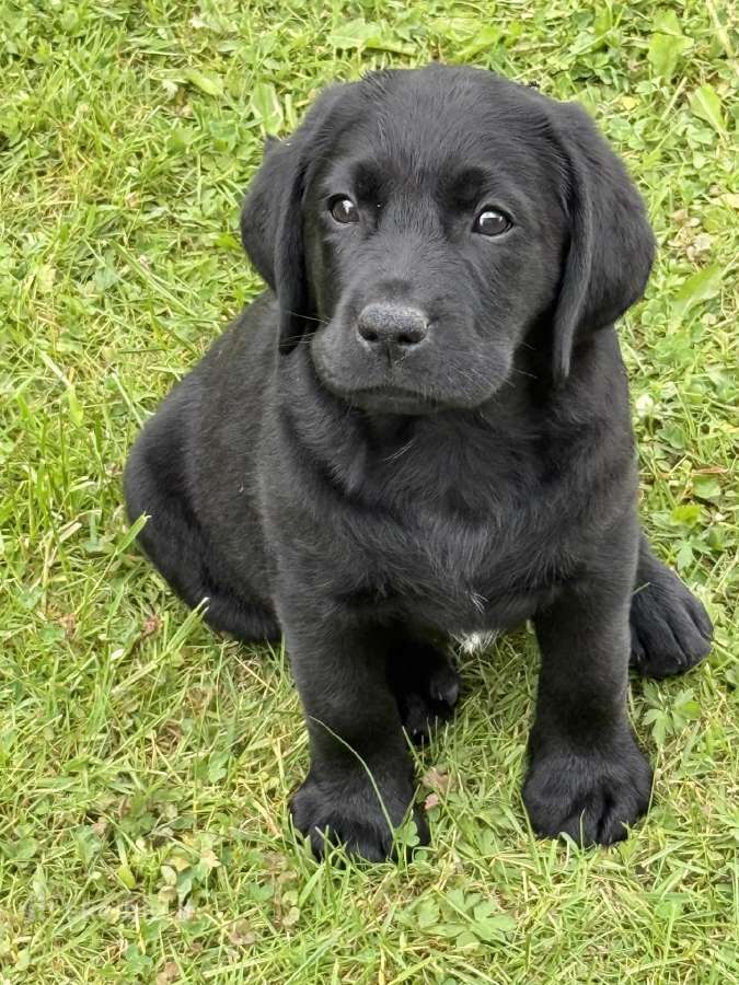 Labradoro retriverių šuniukai - nuotraukos Nr. 2