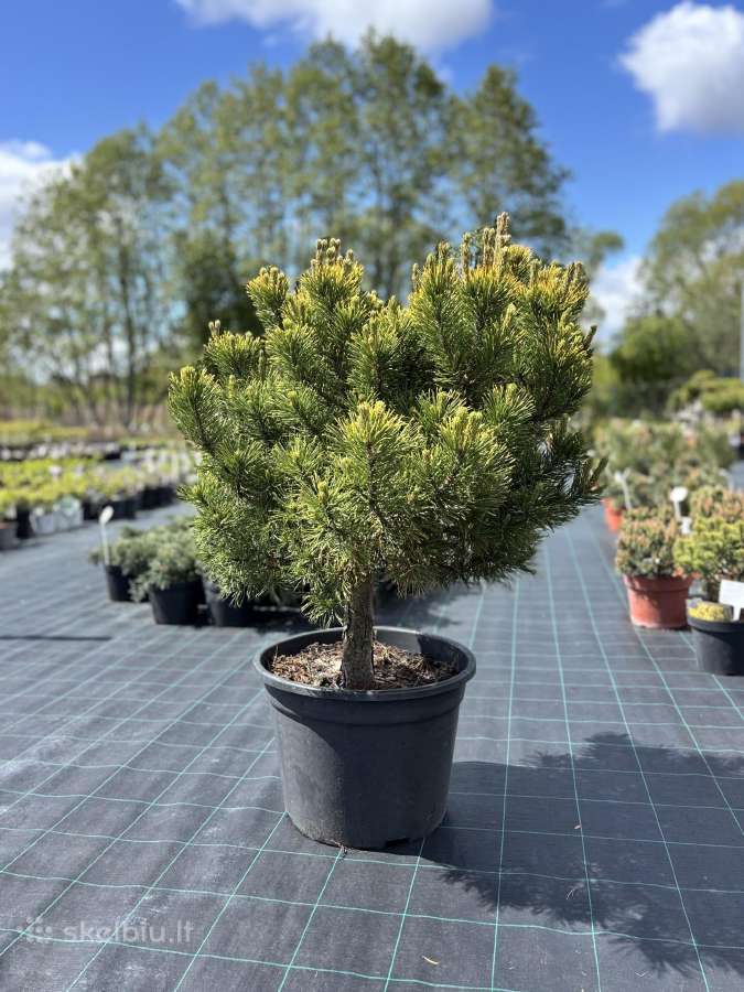 Dekoratyviniai lauko augalai – tujos, kadagiai, pu - nuotraukos Nr. 30