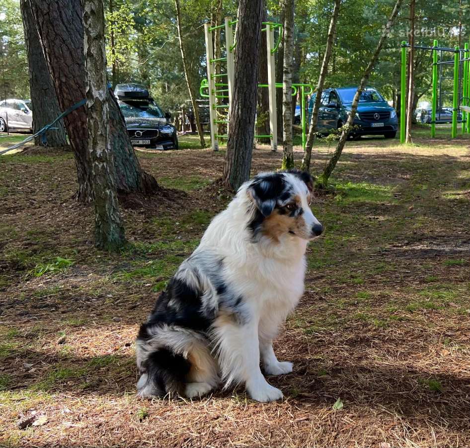 Kilmingi Australų aviganių šuniukai
