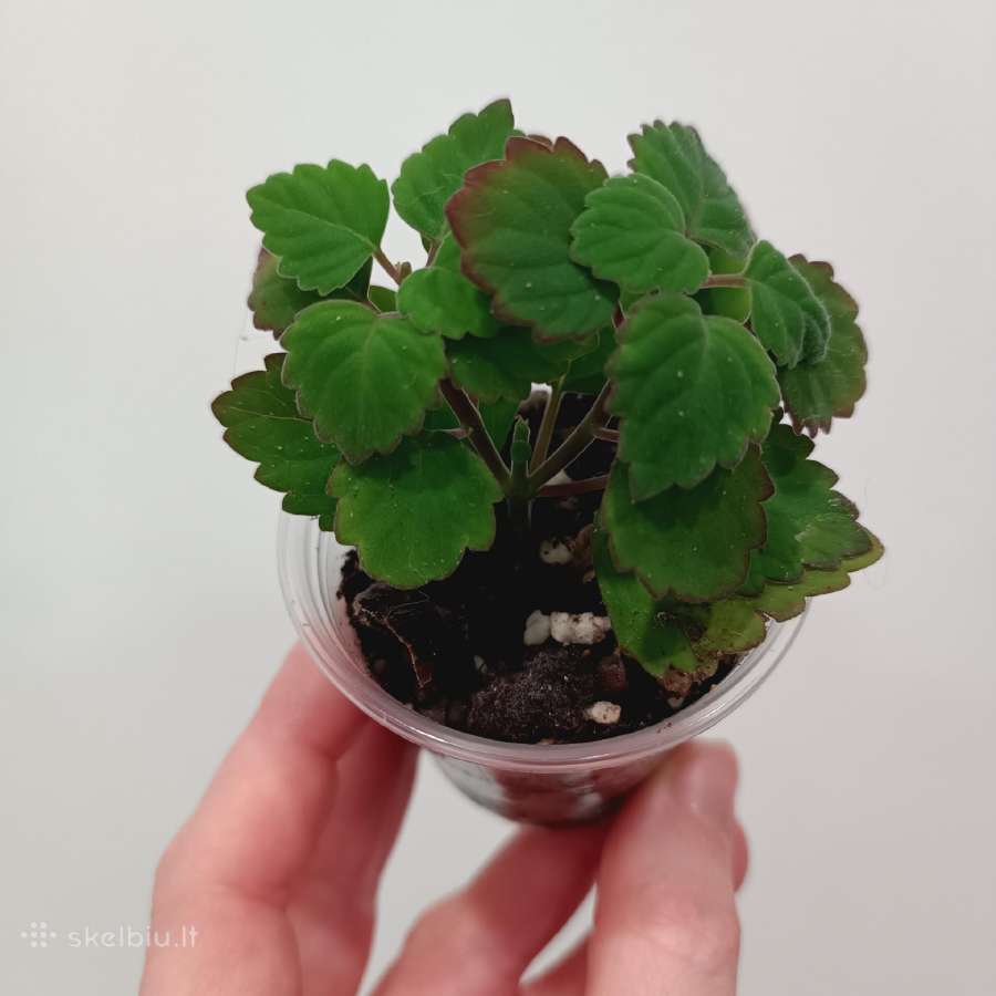 Plectranthus Ernstii