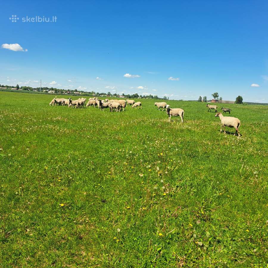 Parduodu - nuotraukos Nr. 2