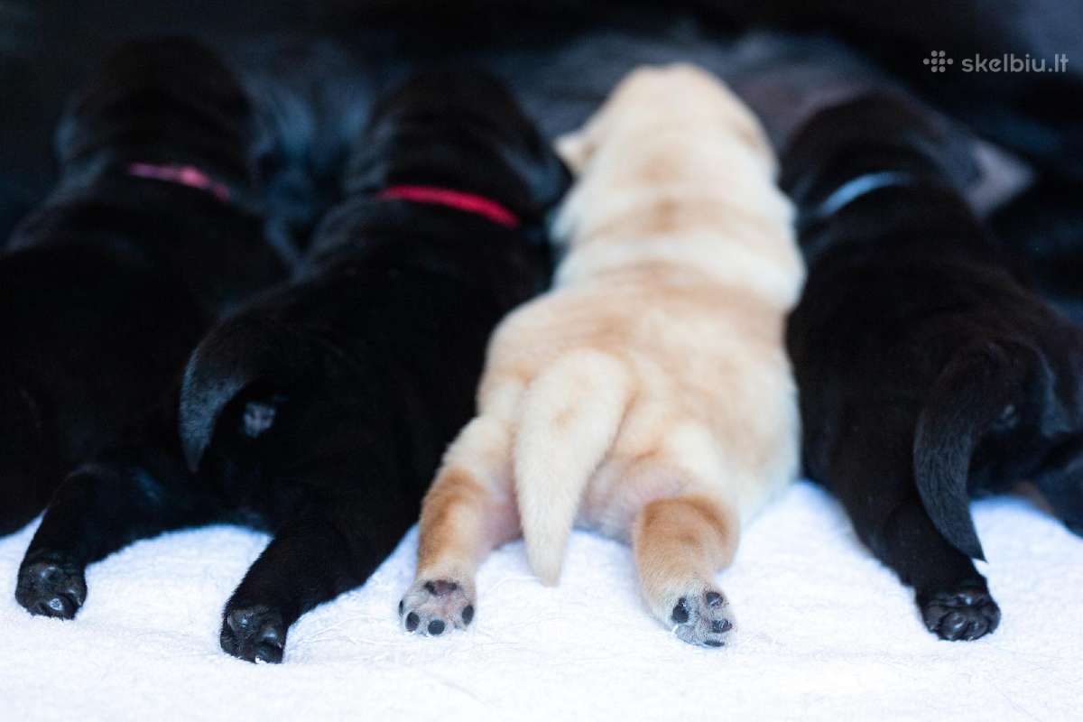 Kilmingi Labradoro retriveriai