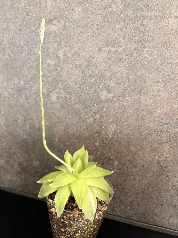 Haworthia cymbiformis 'Variegata' - nuotraukos Nr. 4