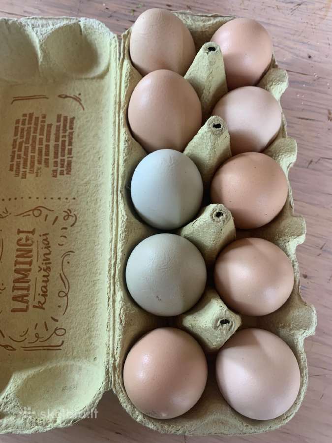 Parduodu naminiu vištų kiaušinius, tinka perinimui