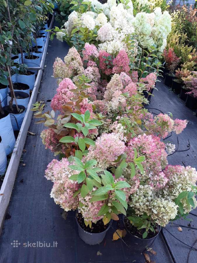 Hortenzijos,rododendrai,azalijos ,magnolijos
