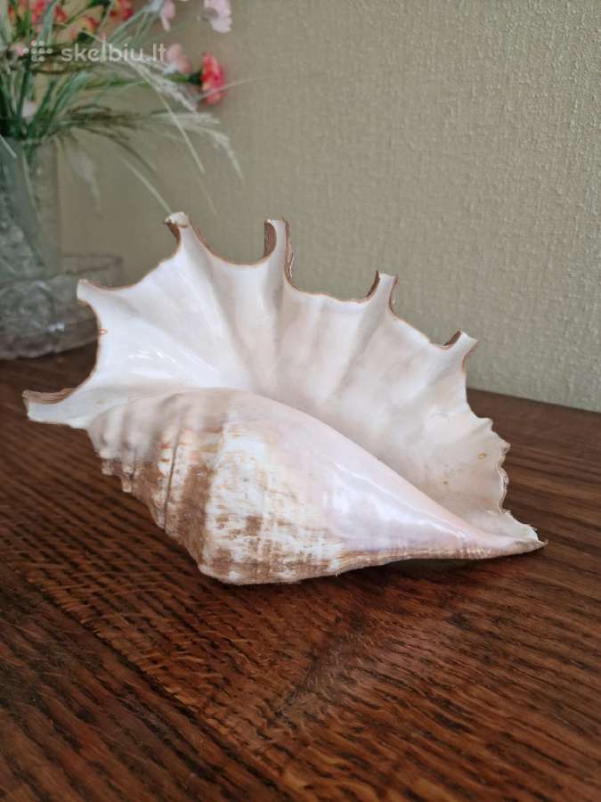 Jūros kriauklė - nuotraukos Nr. 3