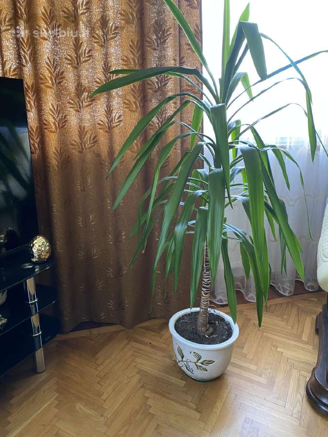 Juka