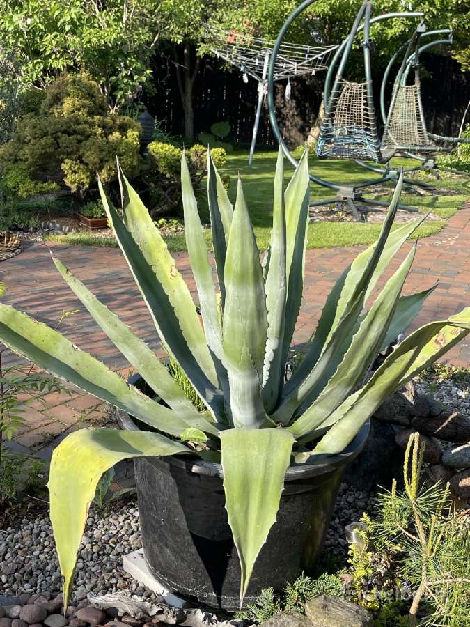 Agava