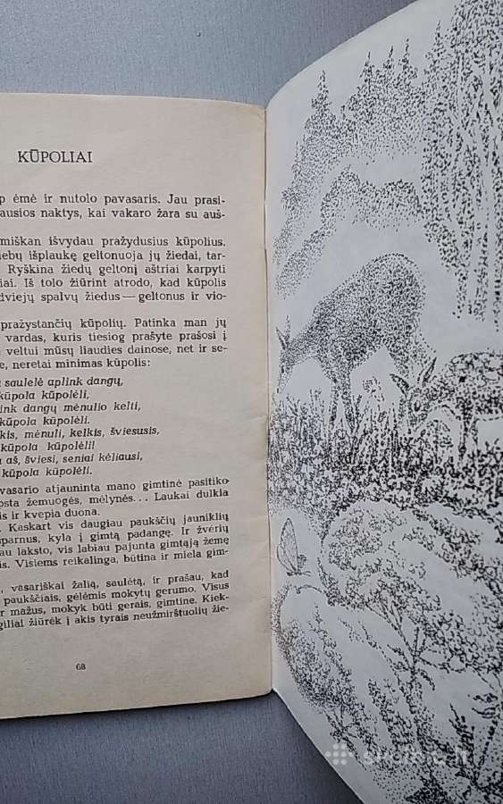 Pavasario žvanguliai - nuotraukos Nr. 4