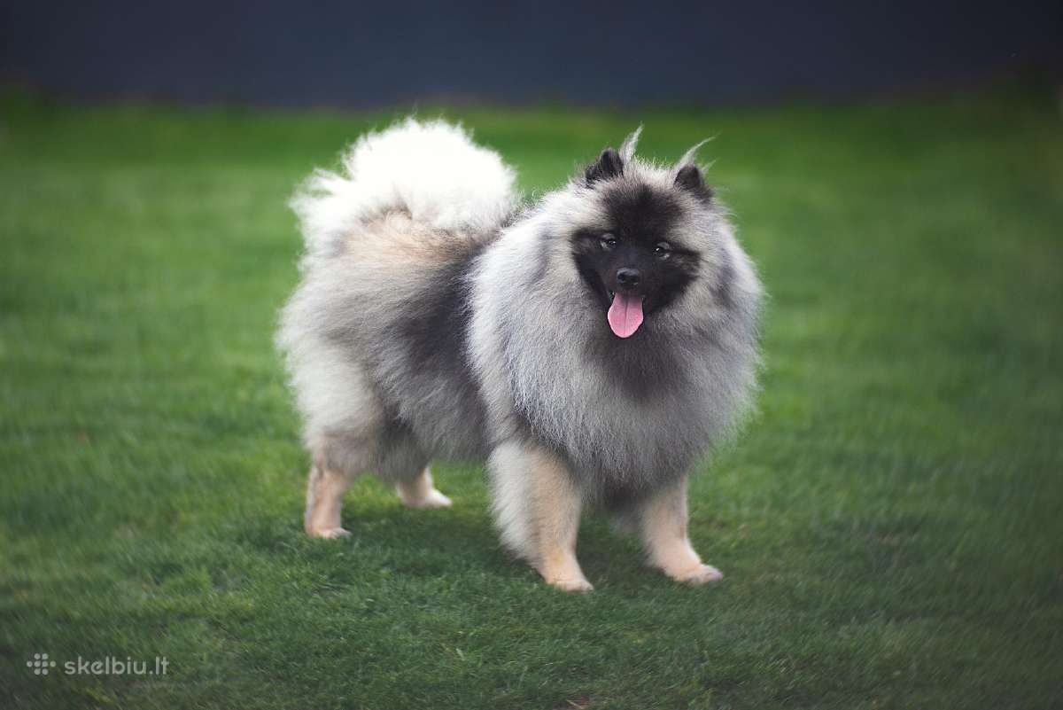Volfšpicai (keeshond) gimė 08-03 - nuotraukos Nr. 25