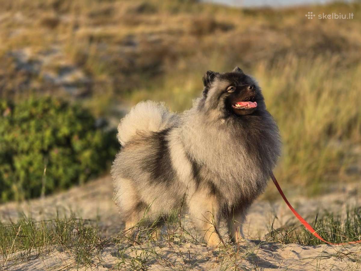 Volfšpicai (keeshond) gimė 08-03 - nuotraukos Nr. 23