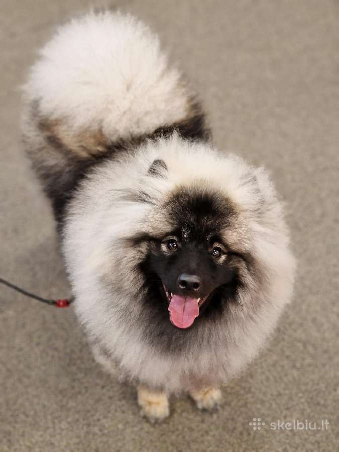 Volfšpicai (keeshond) gimė 08-03 - nuotraukos Nr. 24