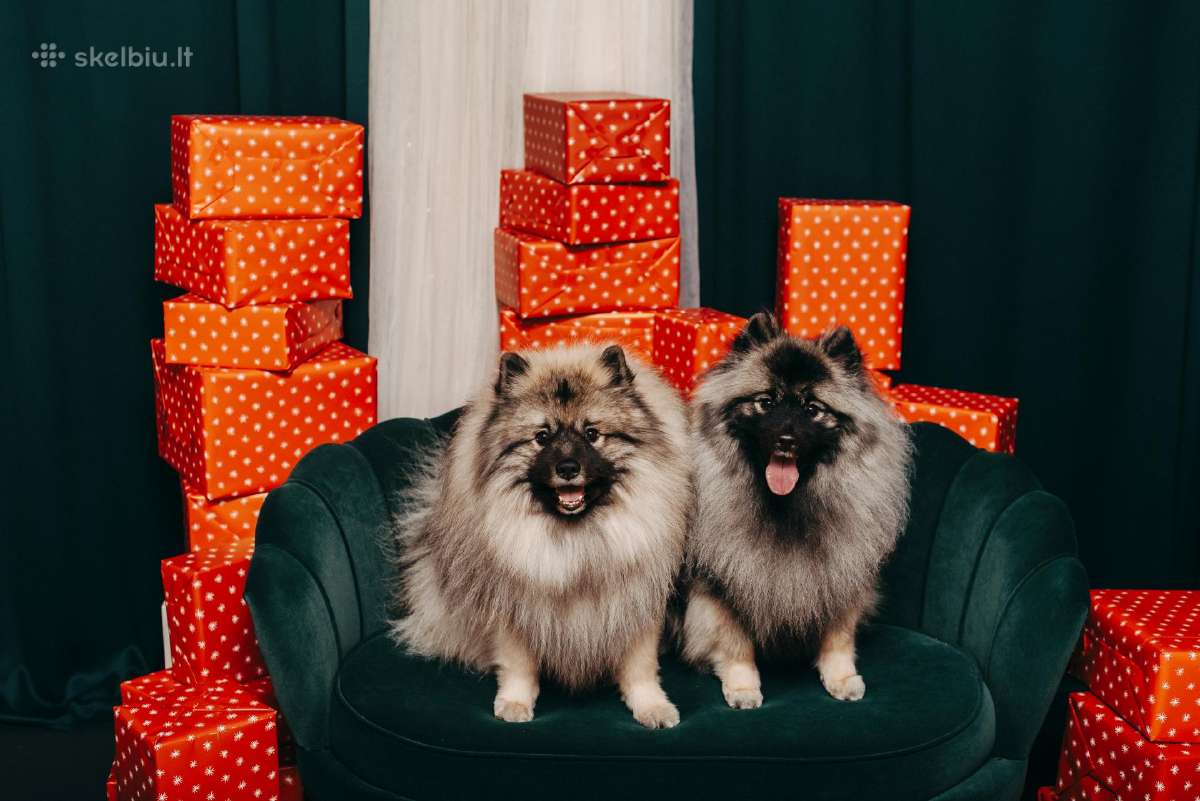 Volfšpicai (keeshond) gimė 08-03 - nuotraukos Nr. 26