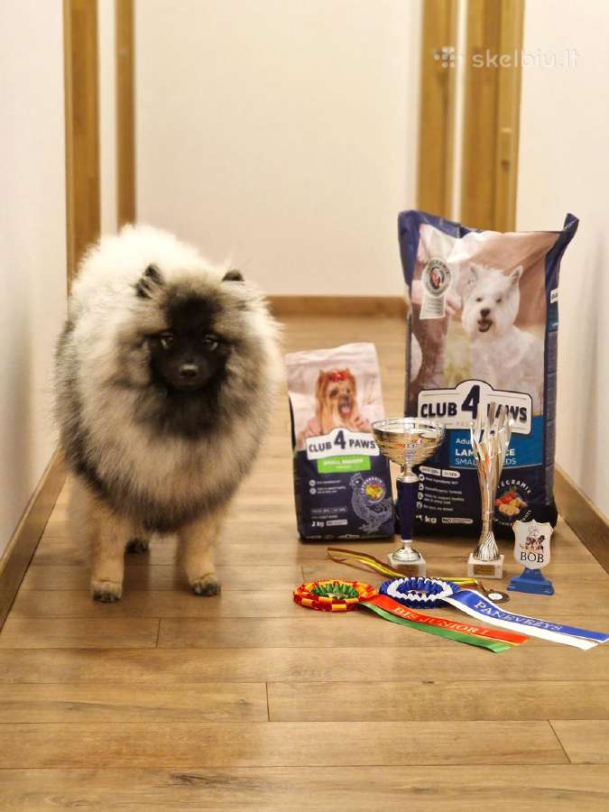 Volfšpicai (keeshond) gimė 08-03 - nuotraukos Nr. 27