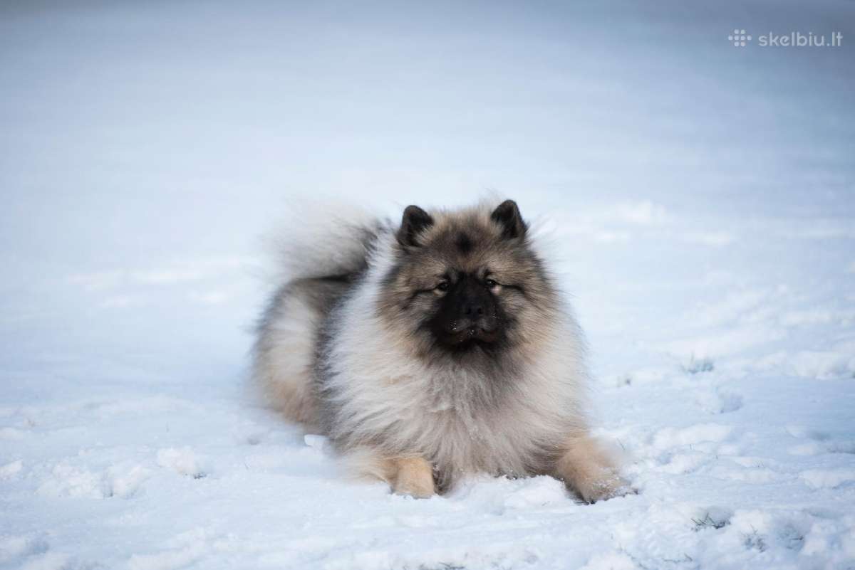 Volfšpicai (keeshond) gimė 08-03 - nuotraukos Nr. 28