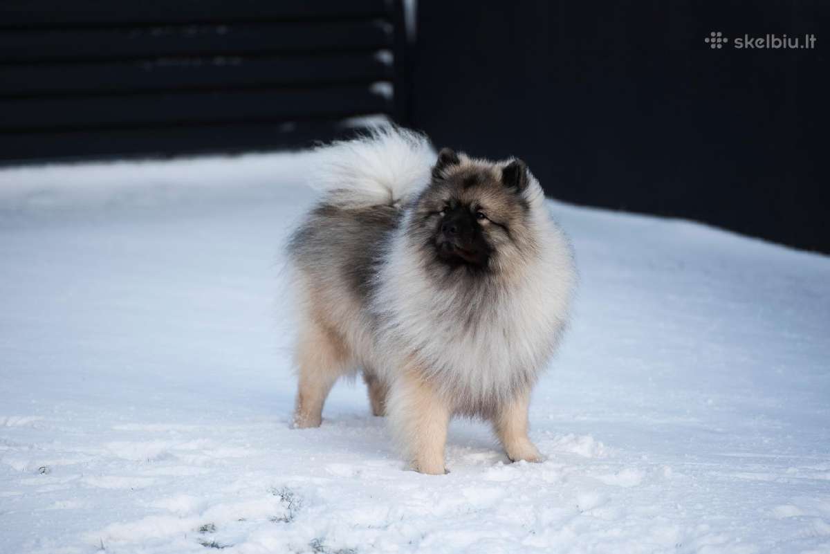 Volfšpicai (keeshond) gimė 08-03 - nuotraukos Nr. 29