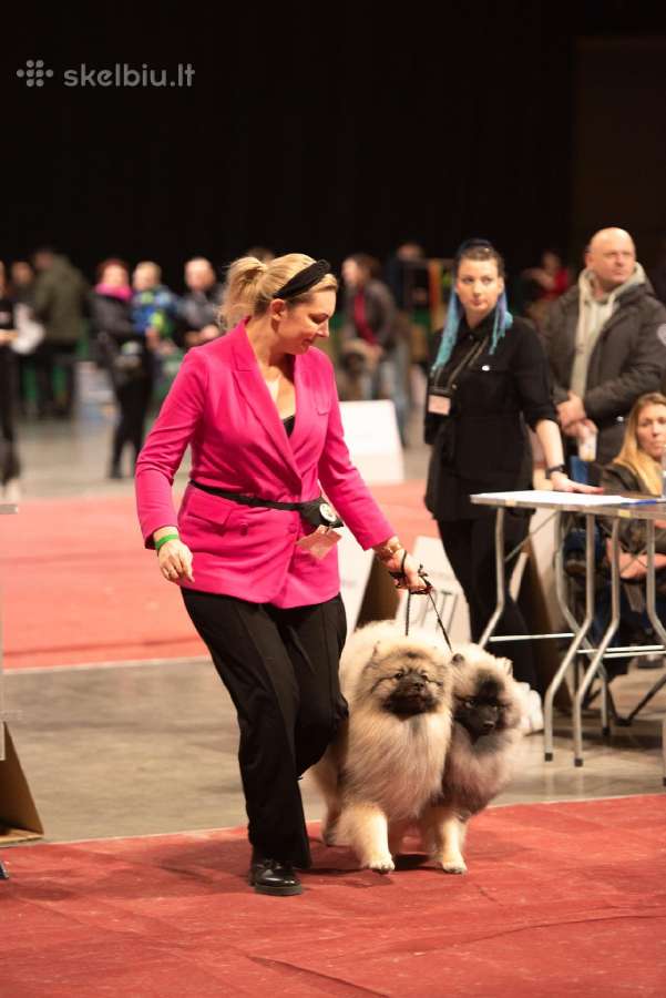 Volfšpicai (keeshond) gimė 08-03 - nuotraukos Nr. 30